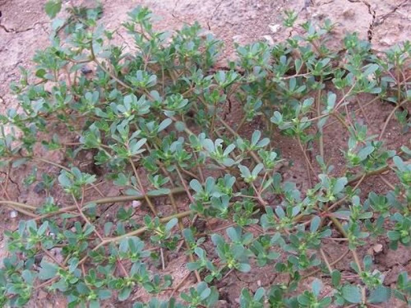正宗野生食用马齿苋种子马芷苋籽太阳花野菜阳台田园盆栽蔬菜