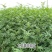 花椒苗0.5~1年