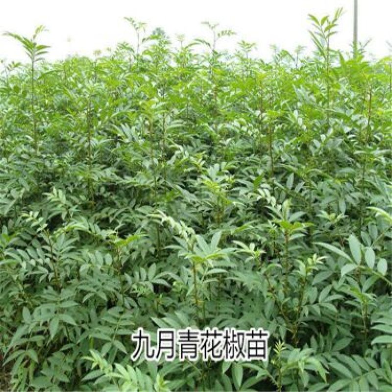 花椒苗0.5~1年