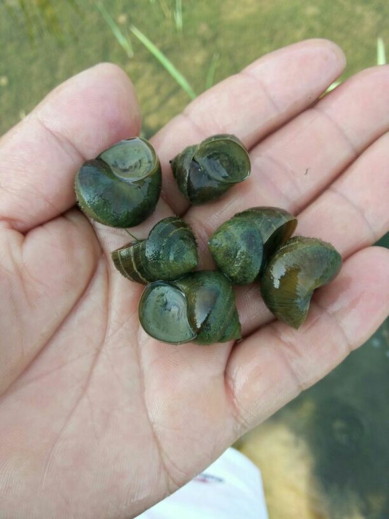 中华圆田螺作种鲜活
