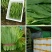 油麦菜，大量上市。可以视频看货，货源充足，