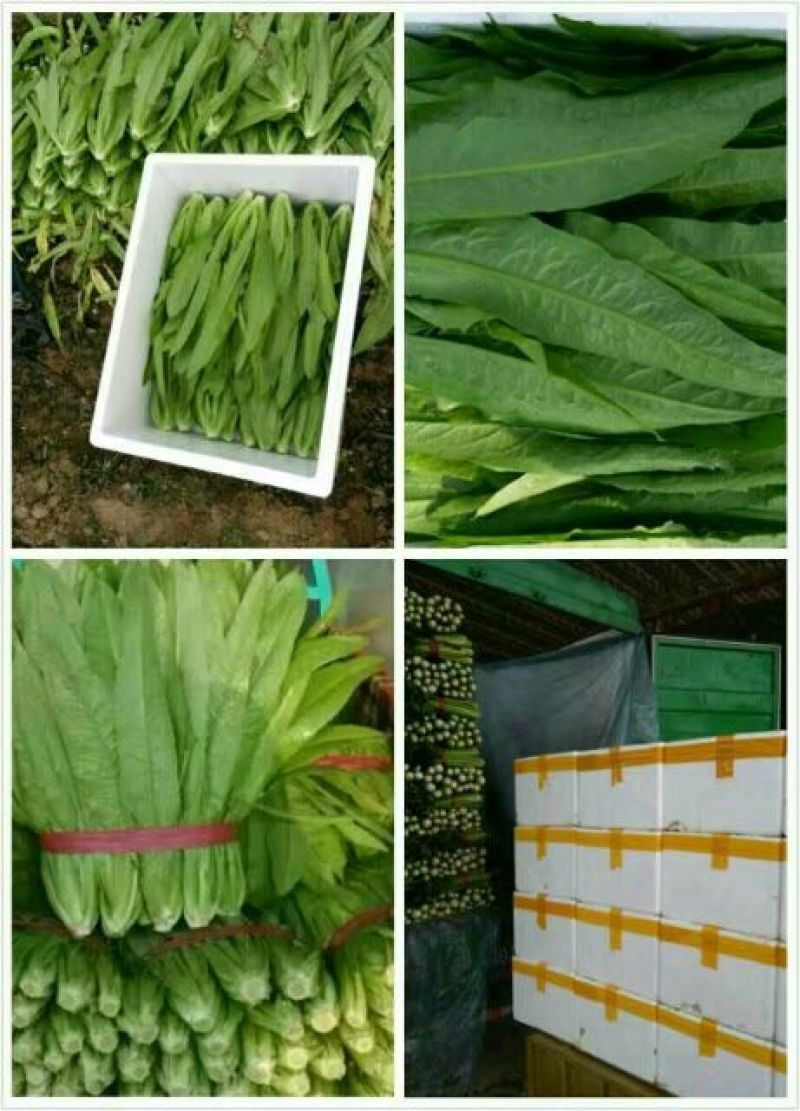 油麦菜，大量上市。可以视频看货，货源充足，