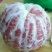 红肉蜜柚苗0.5~0.8cm0.5~0.8m