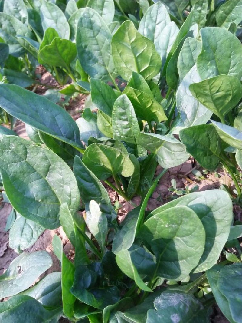 名门菠菜