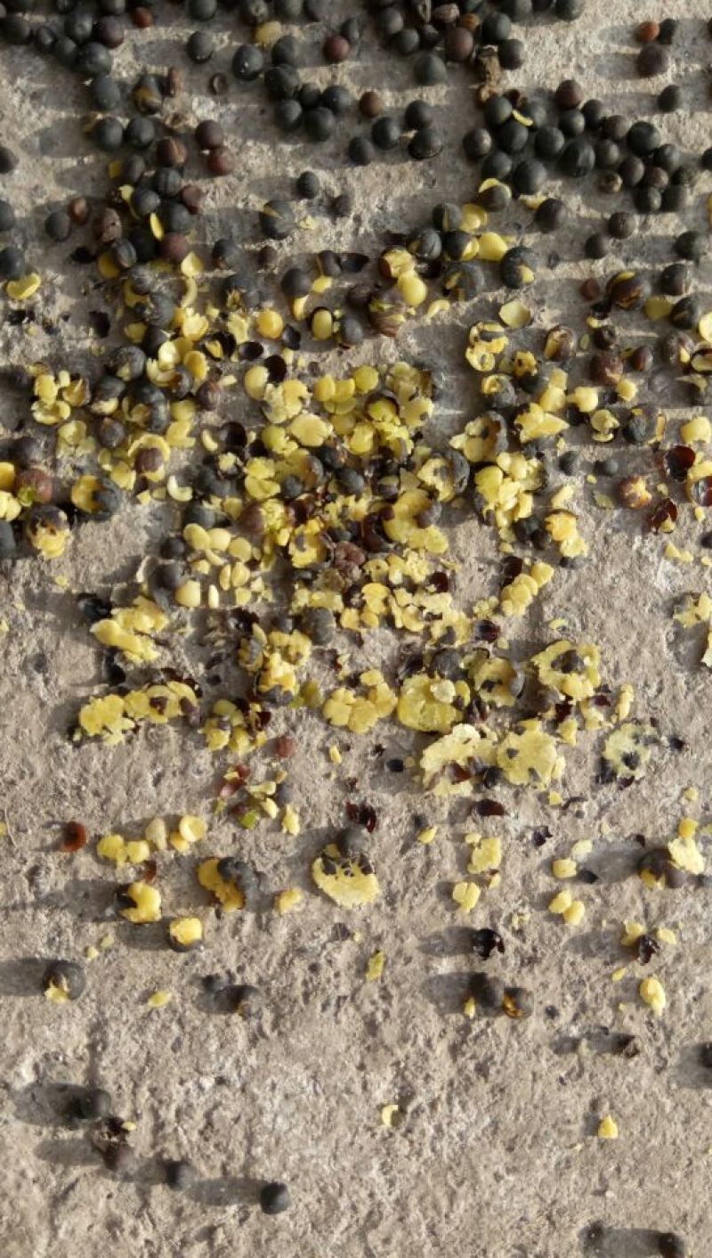 油菜籽1