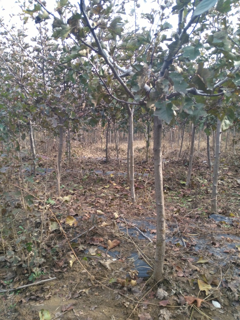 山楂树大金星山楂苗品种纯正3-7公分