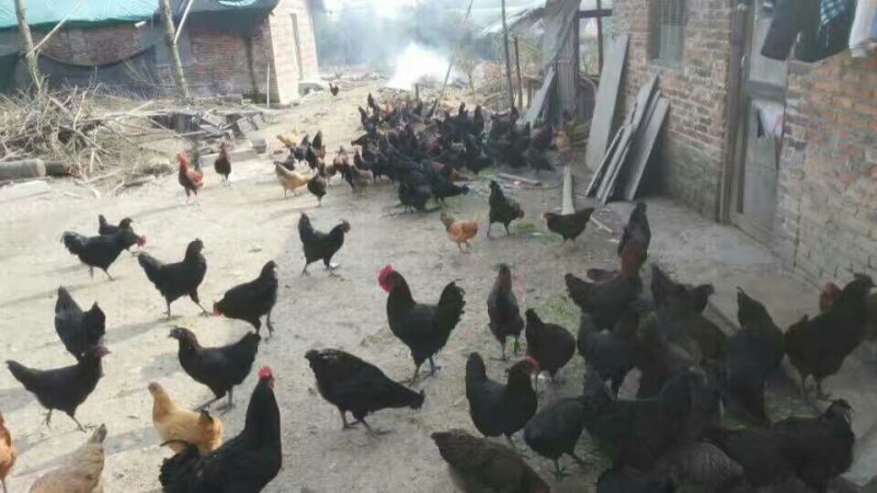 五黑鸡9~12月