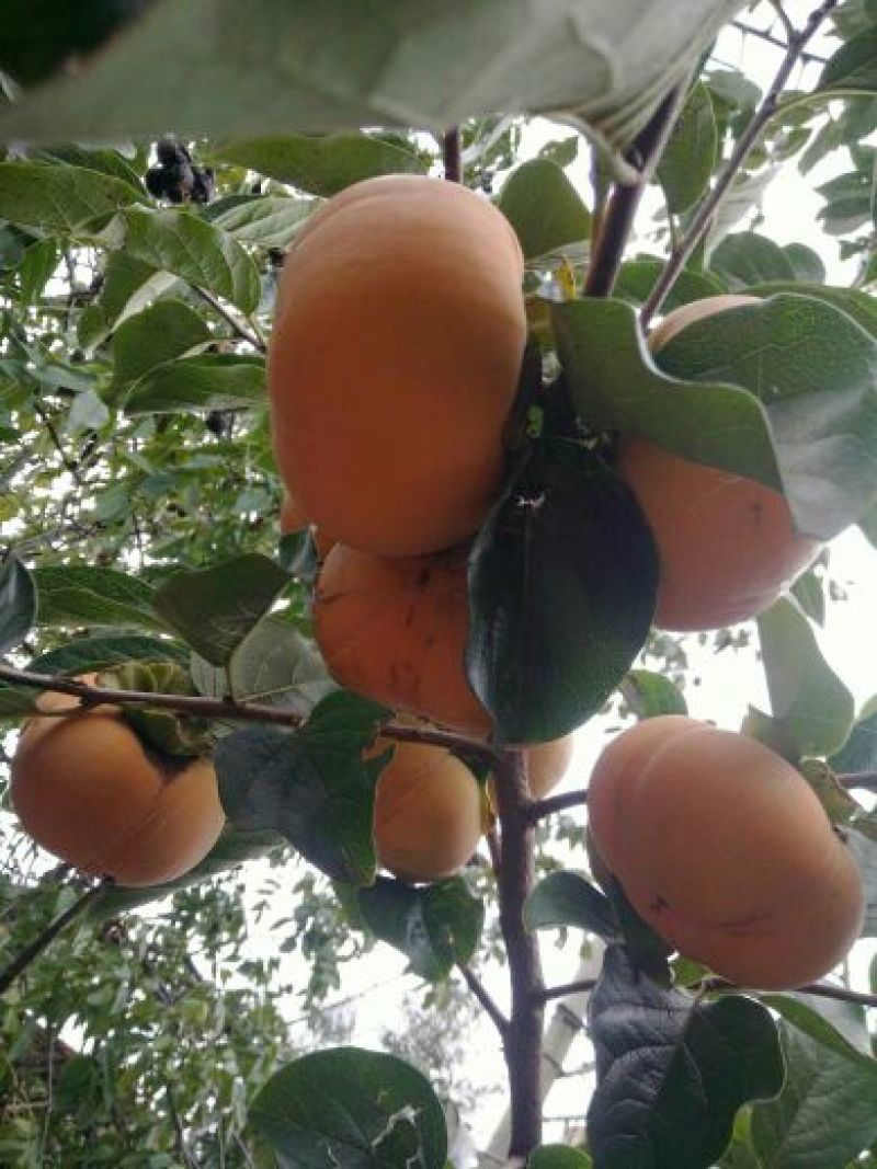 柿子树苗免费提供技术指导，基地直销都是嫁接苗