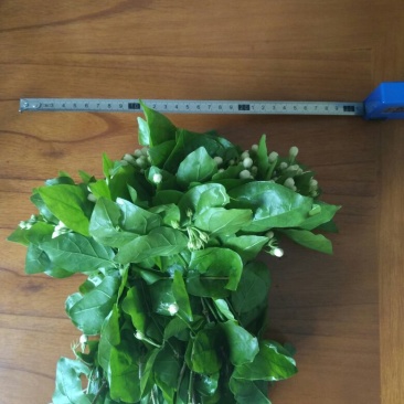 茉莉花鲜扎