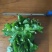 鲜切茉莉花