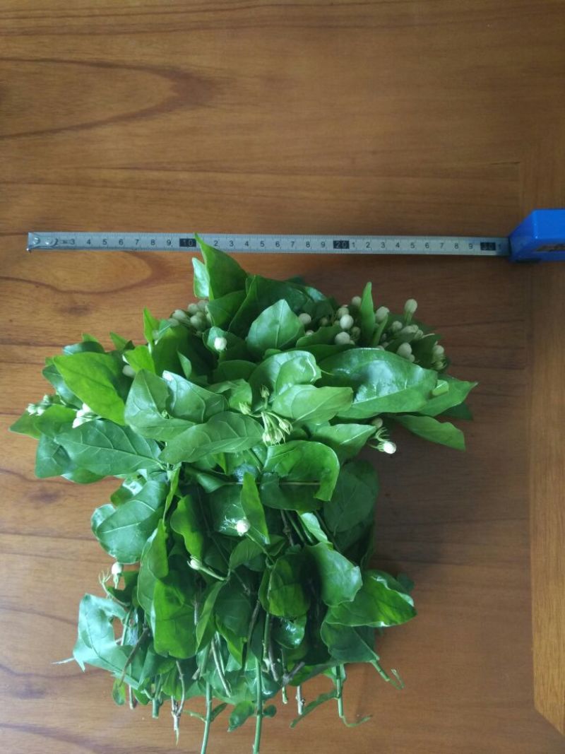 鲜切茉莉花