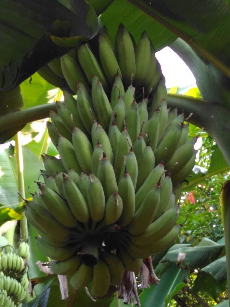 粉蕉七成熟