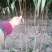 女贞4cm以下
