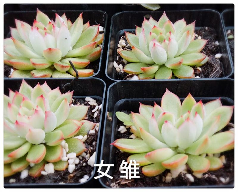 多肉植物不含盆
