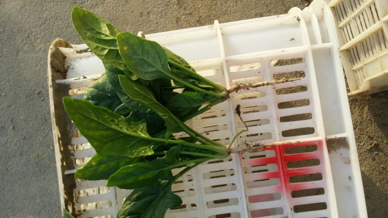 大叶菠菜10~15厘米