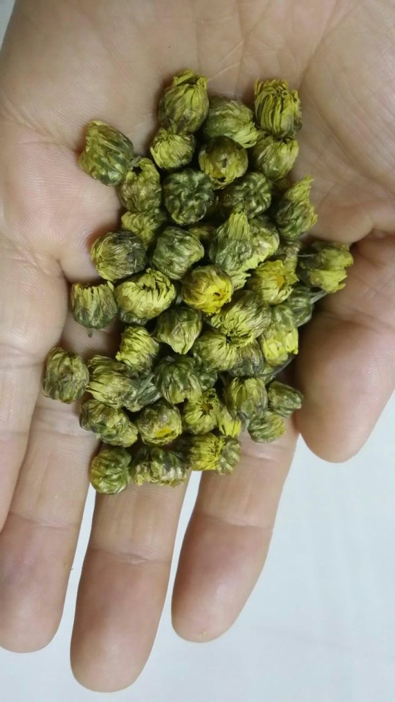 杭州白菊散装