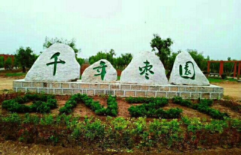 枣树2~4cm4cm以下