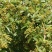 花椒苗0.5~1年