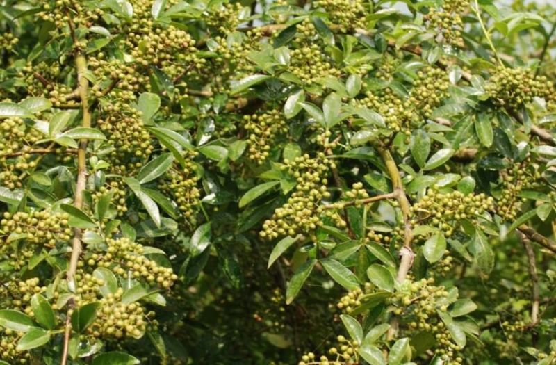 花椒苗0.5~1年