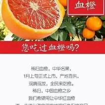 中华红脐橙60~65mm