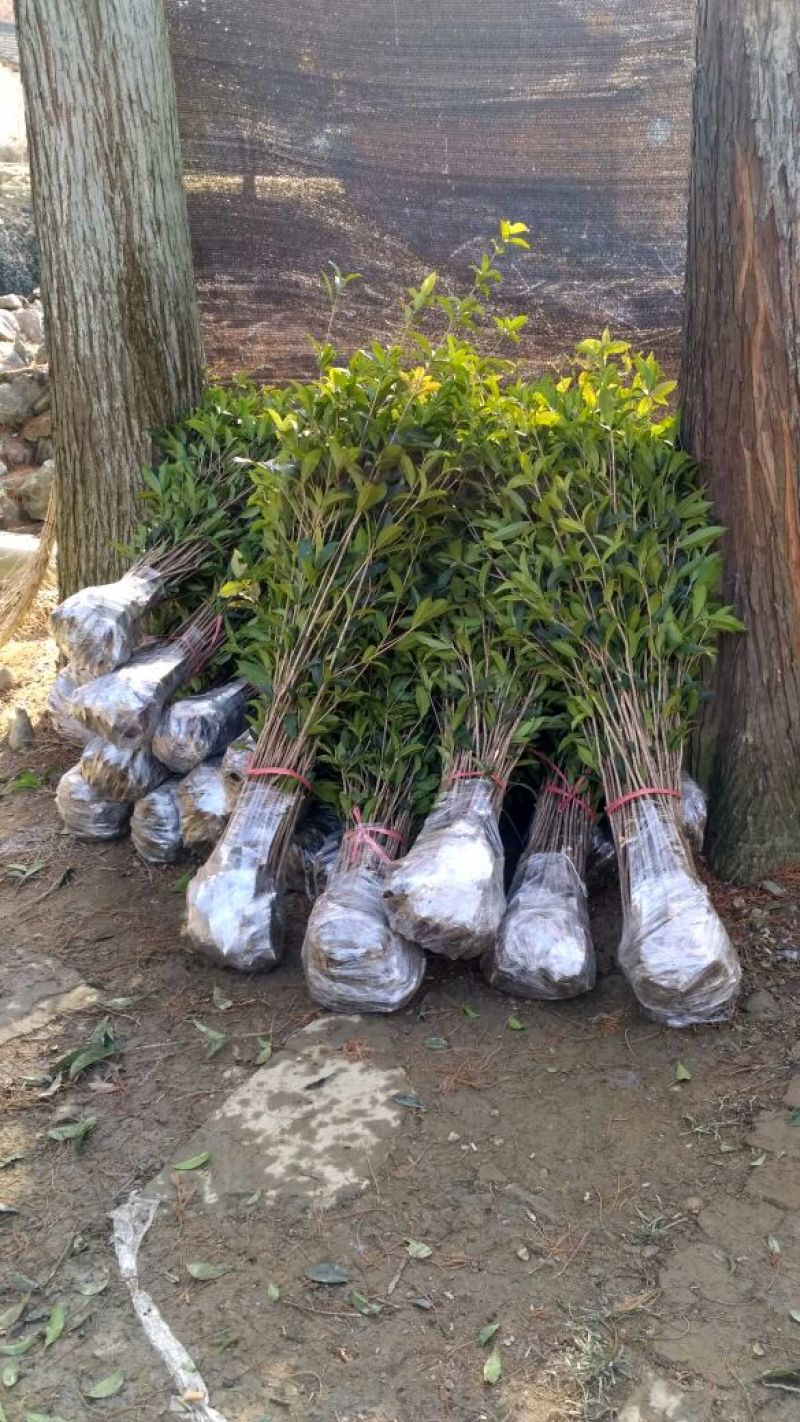 黄金桂花树苗八月桂金桂桂花树自产自销批发价
