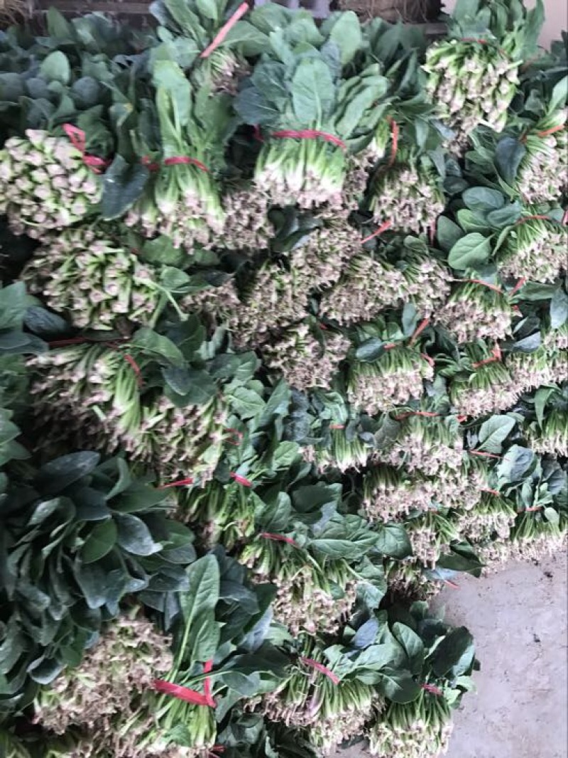 菠菜