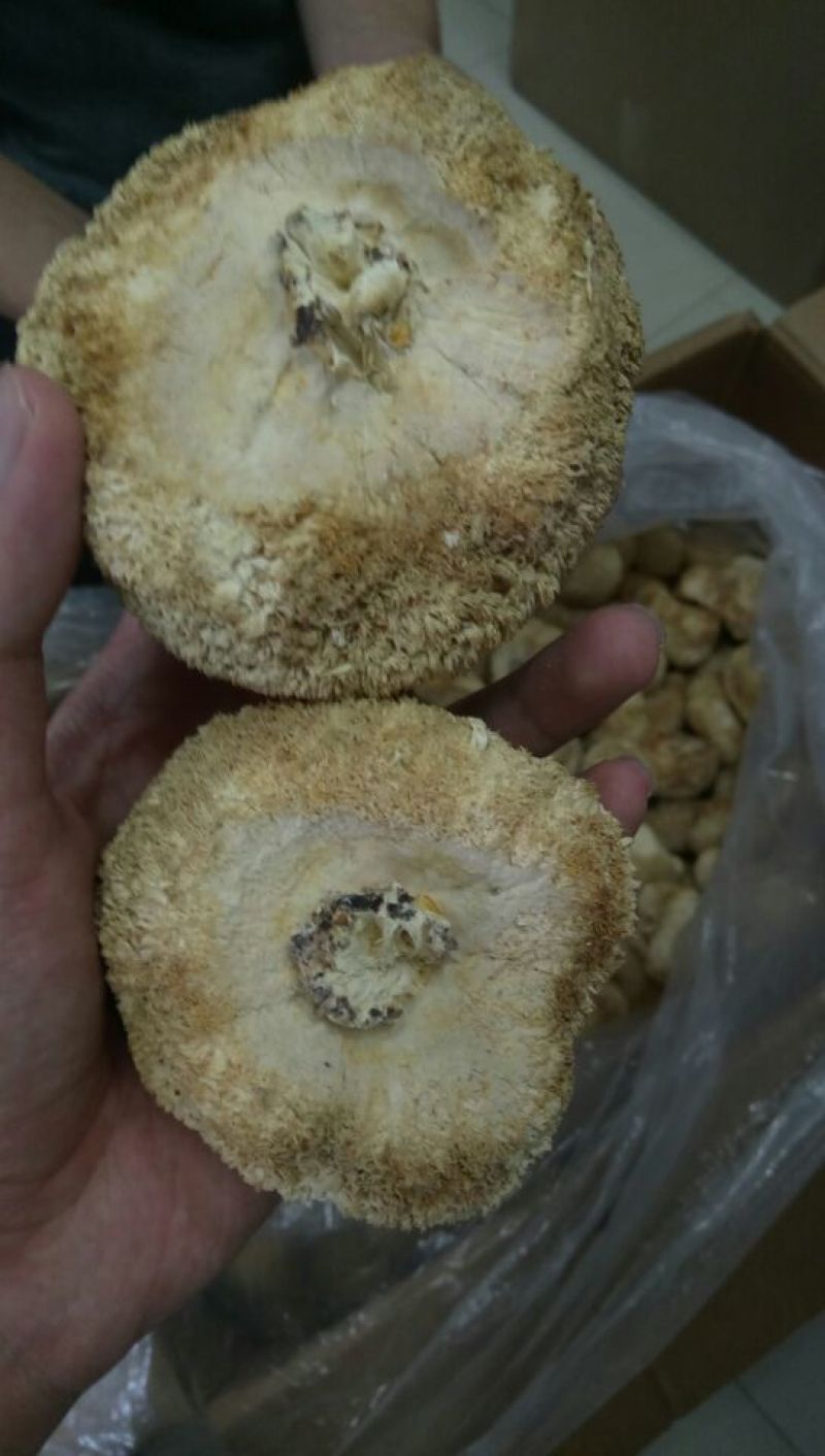 猴头菇3~5厘米