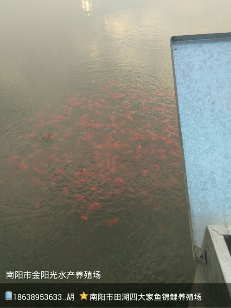锦鲤