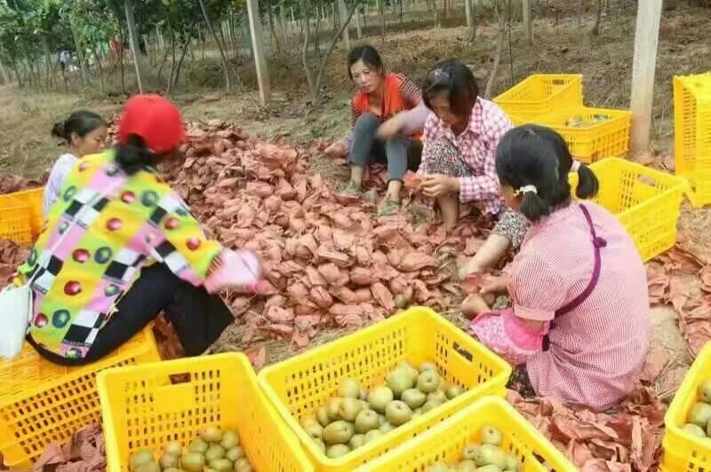 正宗苍溪红心猕猴桃原产地直发代办！量大从优！质量保证！