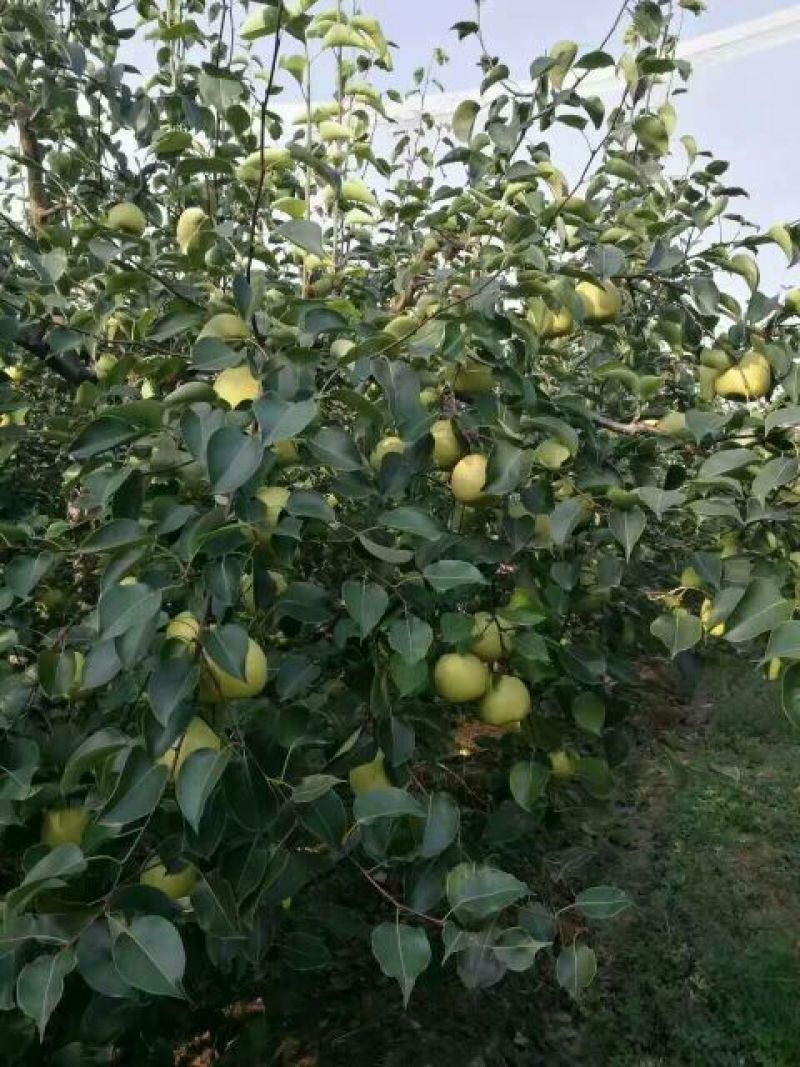 酥梨300~350g膜袋
