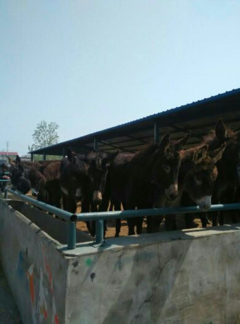 肉驴