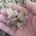 辛夷无梗统货
