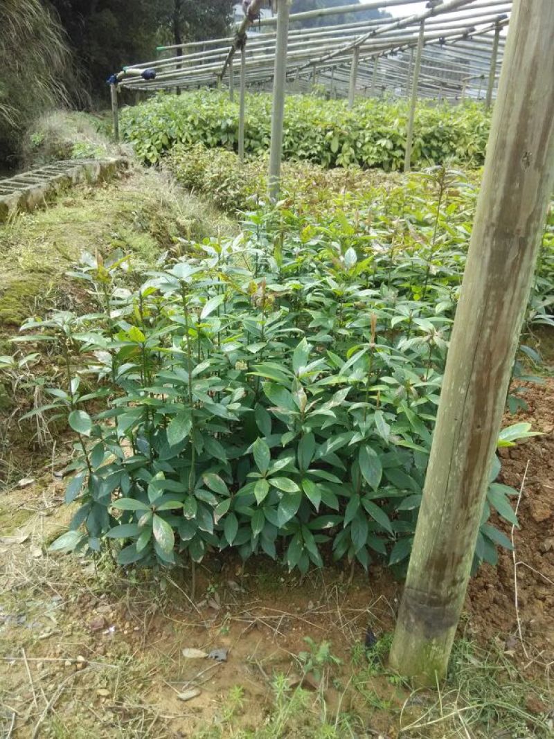 金丝楠木小苗，小叶桢楠价格，8-15cm移栽金丝楠木树价