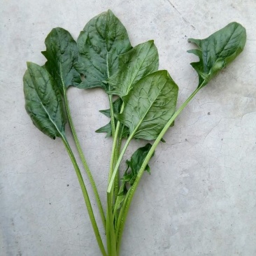 大叶菠菜10~15厘米