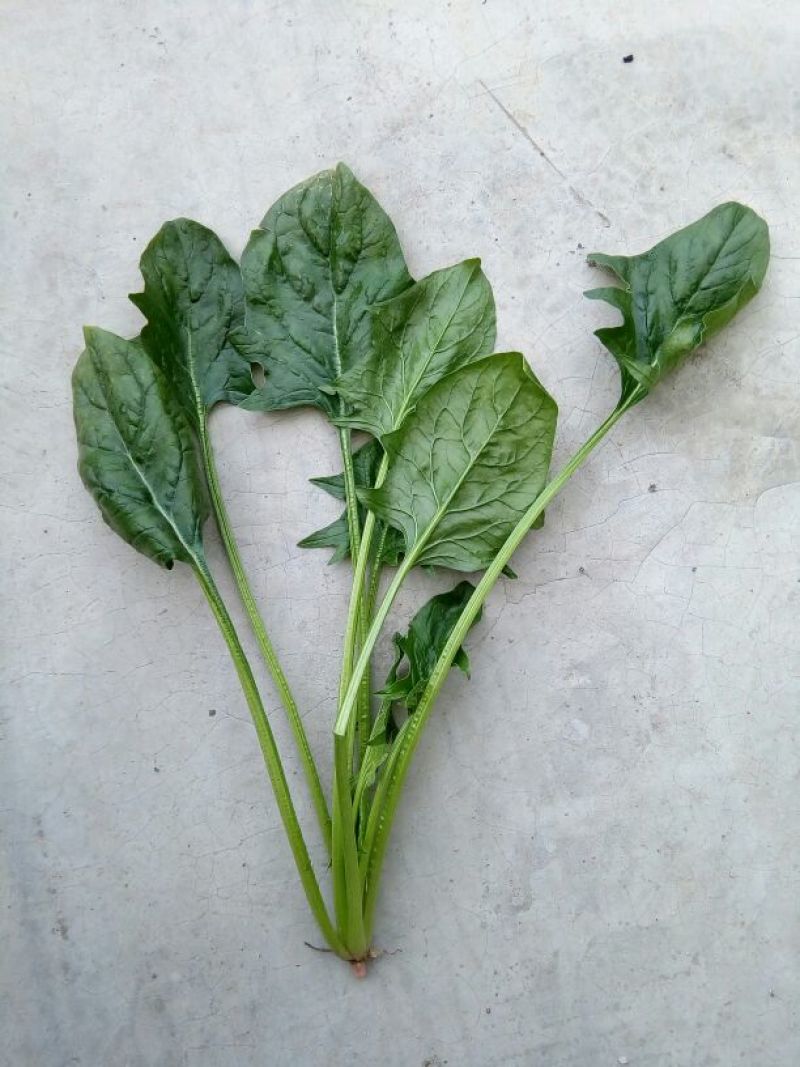 大叶菠菜10~15厘米