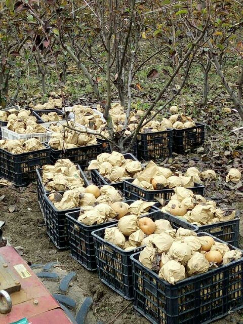 晚秋黄梨100~150g纸袋