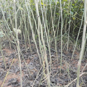 麻核桃苗50~100cm一年苗