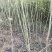 麻核桃苗50~100cm一年苗