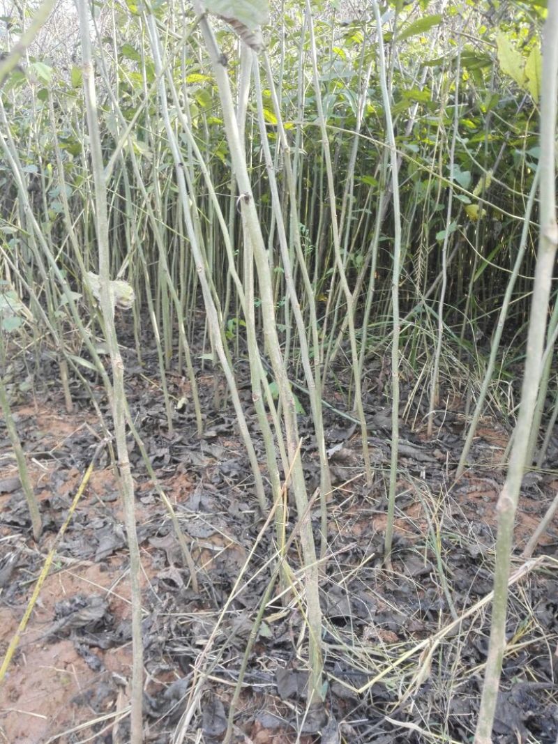 麻核桃苗50~100cm一年苗