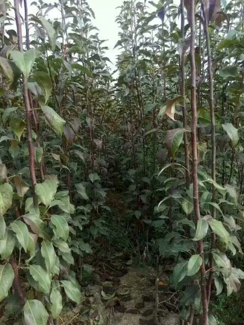 红肉苹果树苗80cm以上