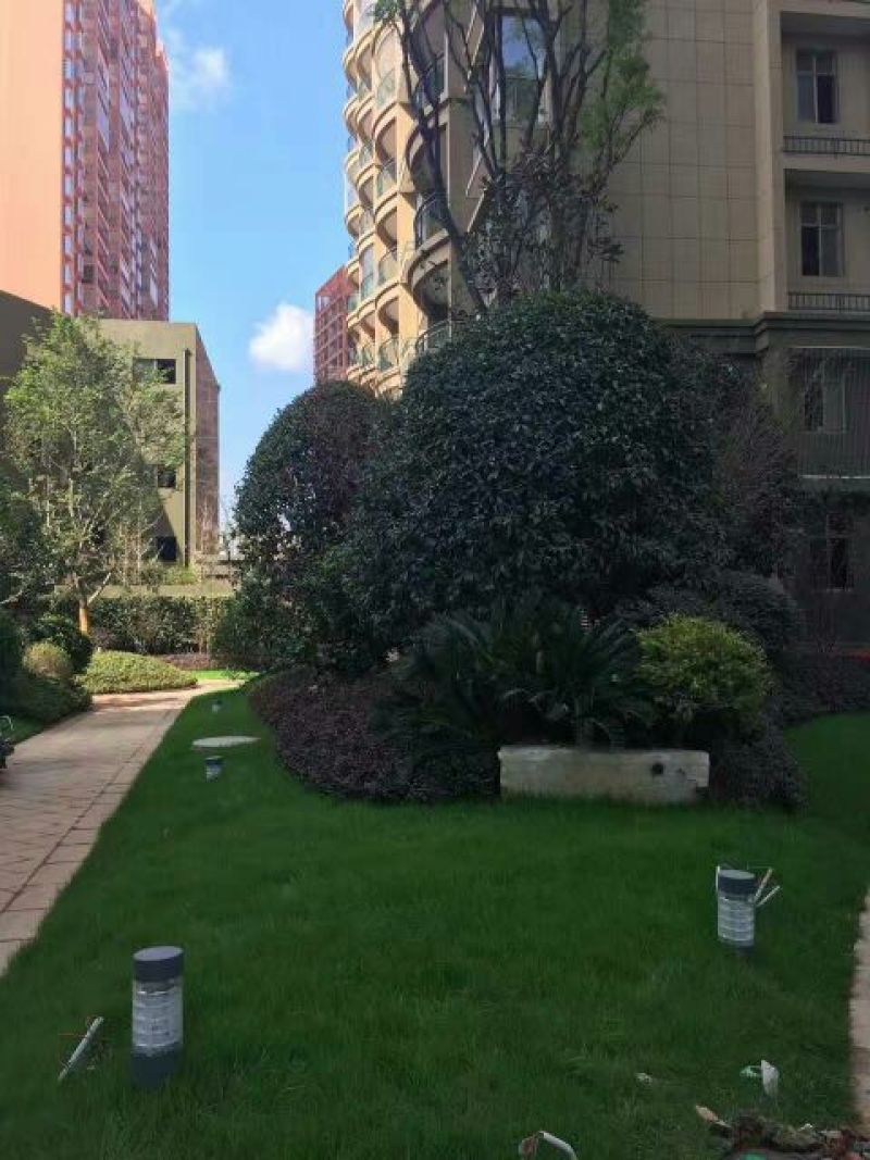 草坪草