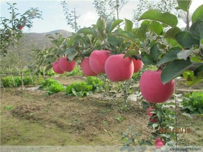 红富士苹果纸袋