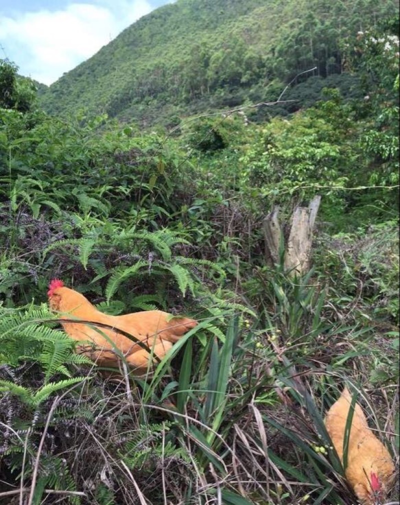 土鸡蛋
