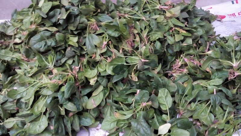 越冬菠菜15~20厘米