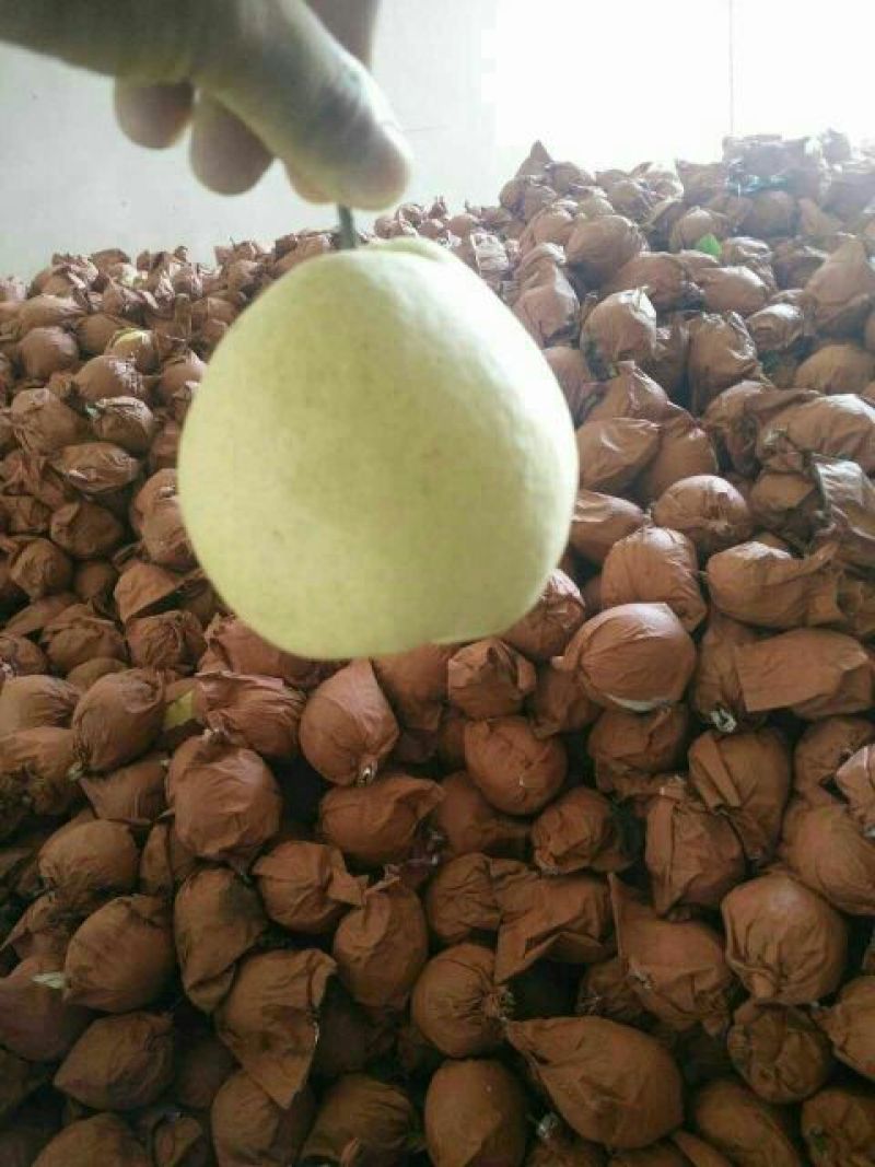 贡梨精品贡梨砀山酥梨口感好产地直发梨
