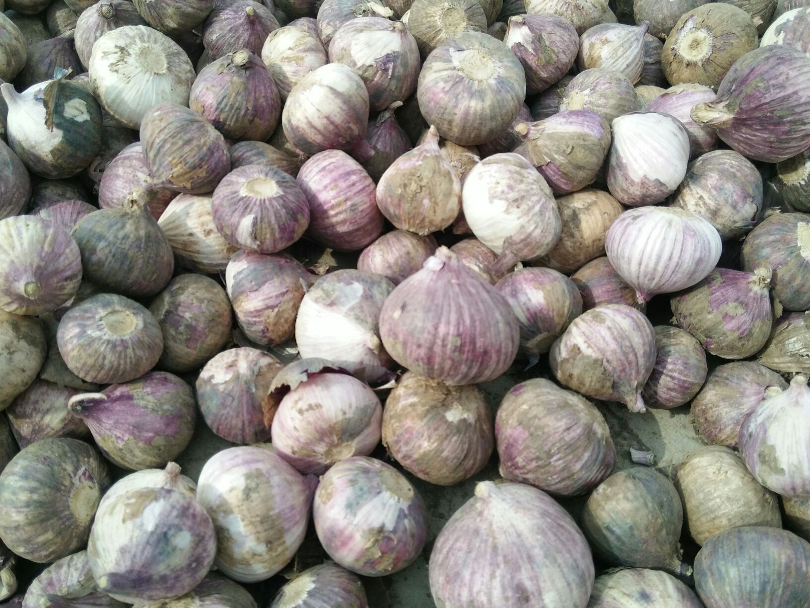 独头蒜云南大理州_批发_供应-一亩田农业网_专