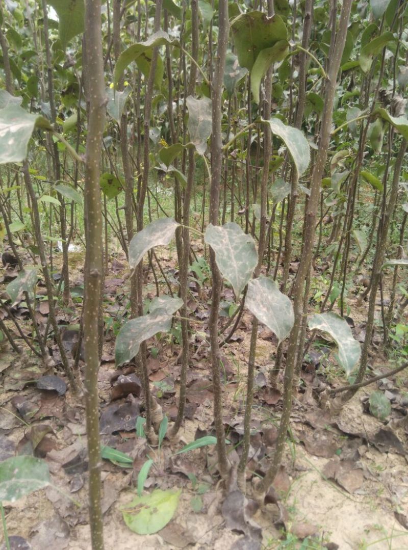梨树苗50~80cm1cm以下