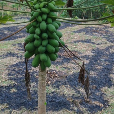 木瓜1~1.5斤