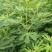 无花果树苗80~100cm，薄姬红无花果，需要的联系。
