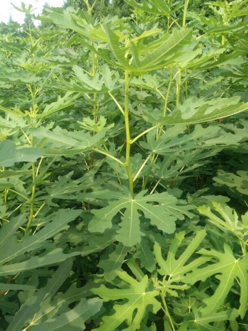 无花果树苗80~100cm，薄姬红无花果，需要的联系。